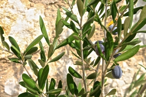 foglie-ulivo